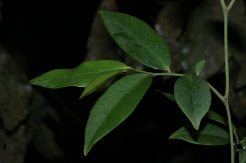 false black pepper (Embelia ribes)