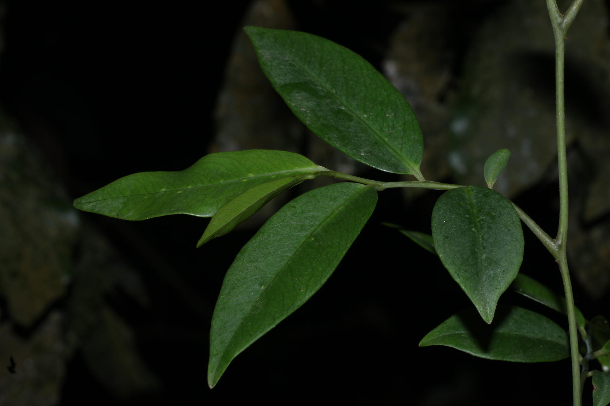 False Black Pepper (Embelia ribes)