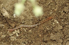 Arthrorhabdus pygmaeus