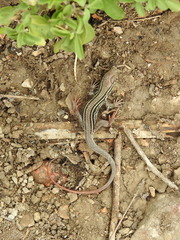 Aspidoscelis sackii sackii