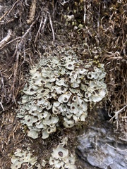 Solorina saccata