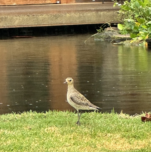 Pluvialis fulva observed 2026-02-21