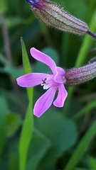 Silene fuscata