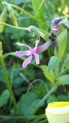 Silene fuscata
