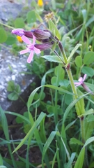 Silene fuscata