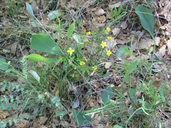 Bupleurum rigidum