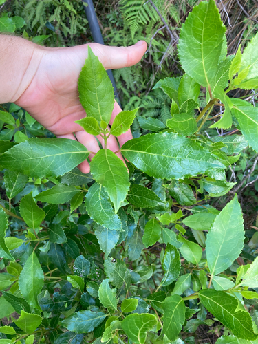 Australian mulberry (Hedycarya angustifolia)