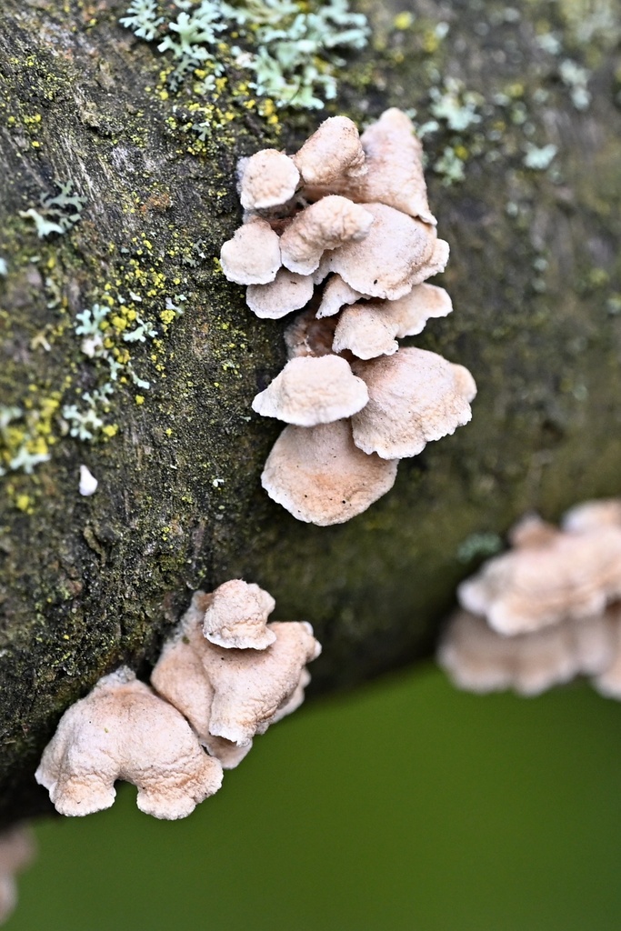 Plicatura crispa · February 2026 · photo: © petr286 (iNaturalist, cc-by)