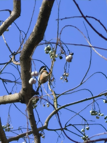 Black-throated Tit