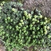 California Asterella - Photo (c) Becky Escalante, some rights reserved (CC BY-NC), uploaded by Becky Escalante