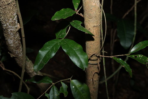 knotvine (Loeseneriella barbata)