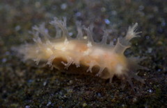 Tritonicula myrakeenae