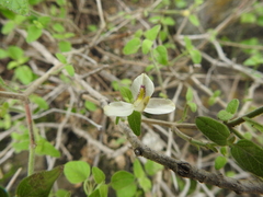 Carlowrightia neesiana
