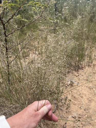 Lehmann's lovegrass