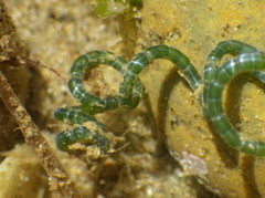 Chaetomorpha spiralis
