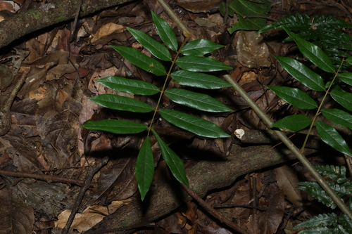 giant blood vine (Austrosteenisia glabristyla)