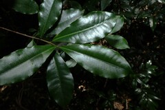Ochrosia poweri, photograph (c) Greg Tasney, some rights reserved (CC BY-SA)