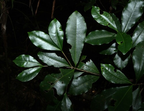 Milkbush (Ochrosia poweri)