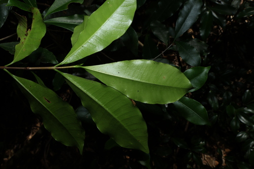 Ochrosia poweri, photograph 1