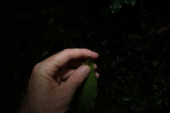 Ochrosia poweri, photograph (c) Greg Tasney, some rights reserved (CC BY-SA)