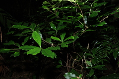 Ochrosia poweri, photograph (c) Greg Tasney, some rights reserved (CC BY-SA)