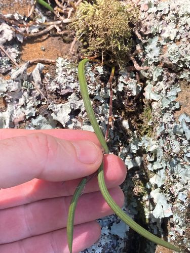 Streaked Rock Orchid (Dendrobium striolatum)
