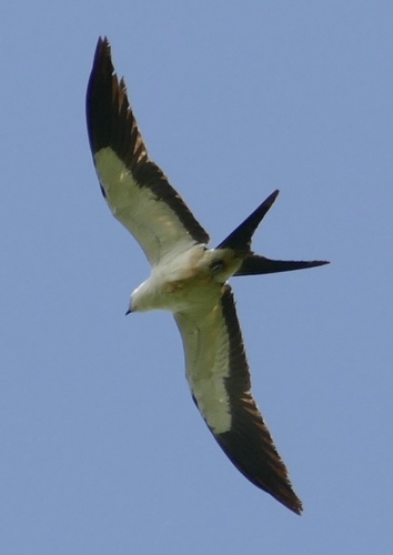 Swallow-tailed Kite (Elanoides forficatus), photo 5
