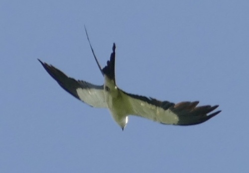 Swallow-tailed Kite (Elanoides forficatus), photo 6