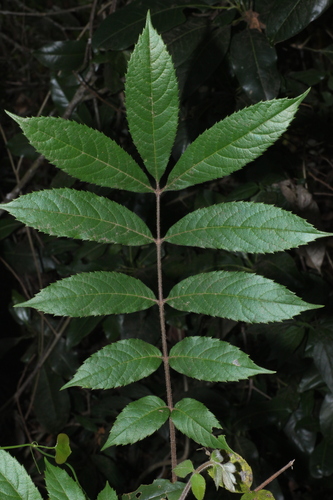 Meliosma pinnata observed 2026-02-22