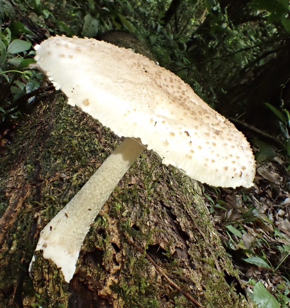 Oudemansiella cubensis · January 2026 · photo: © jeanpaulboerekamps (iNaturalist, cc0)