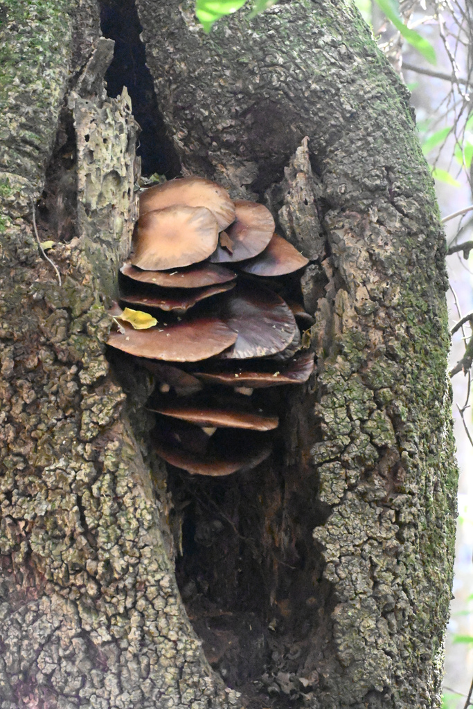 Cyclocybe parasitica · February 2026 · photo: © jon_sullivan (iNaturalist, cc-by)