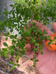 Prostanthera incisa