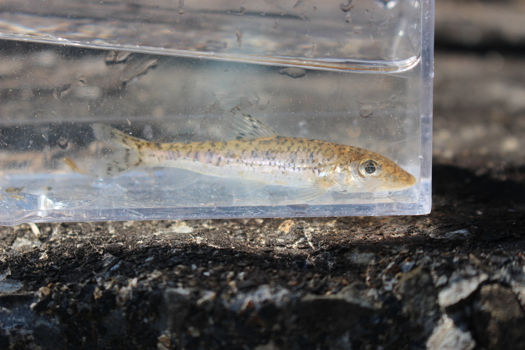 Longnose gudgeon (Hemibarbus longirostris) — Cyprinidae