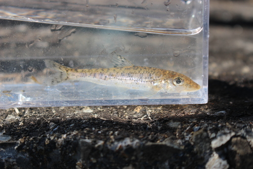 Longnose gudgeon (Hemibarbus longirostris) — Cyprinidae
