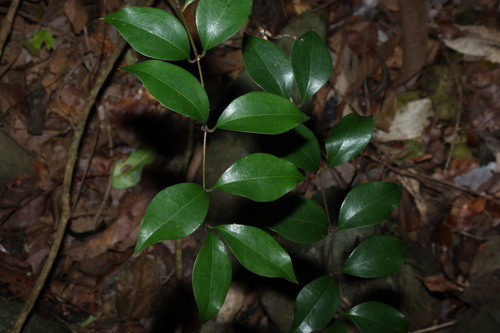 small-leaved supplejack (Ripogonum brevifolium)