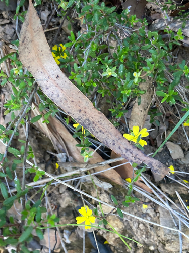 Hibbertia empetrifolia, photograph 5