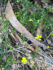 Hibbertia empetrifolia, photograph (c) Victor Phillips, some rights reserved (CC BY-SA)