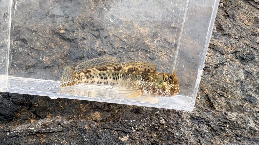 Blackspotted rockskipper (Entomacrodus striatus) — Blenniidae