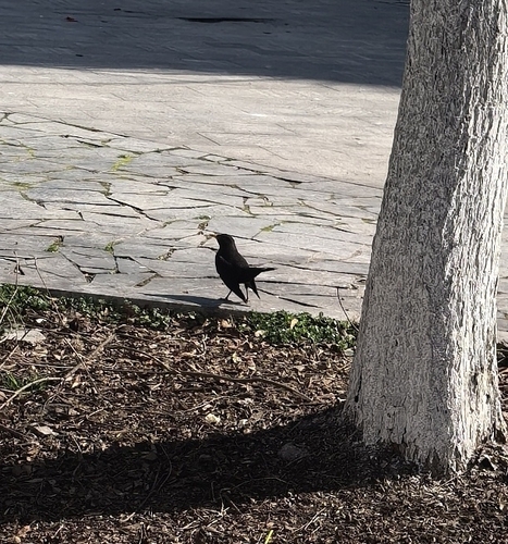 Chinese Blackbird