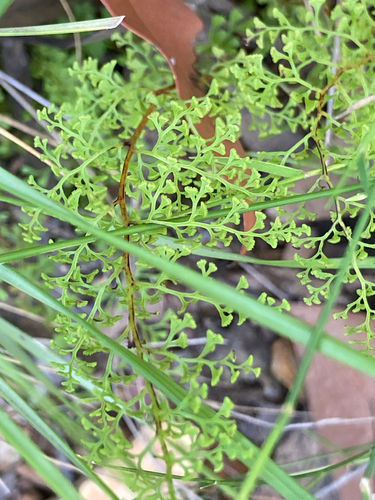 lacy wedge fern (Lindsaea microphylla)