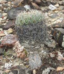Coryphantha pallida