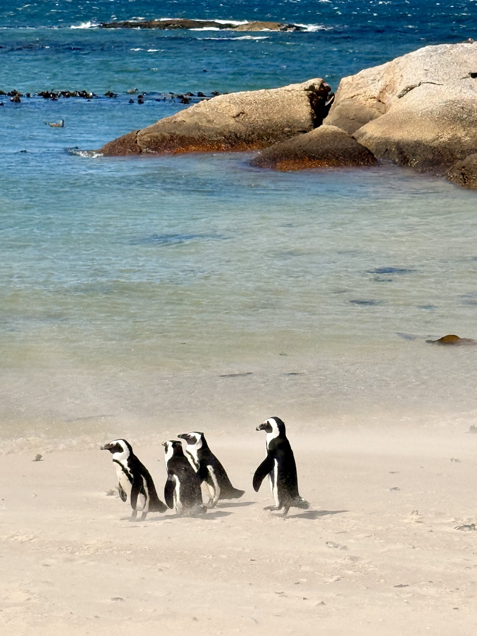 African Penguin (Spheniscus demersus), photo 8