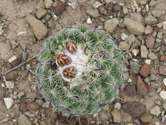 Coryphantha pallida