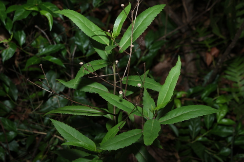 Almond-Leaved Senecio (Lordhowea amygdalifolia)