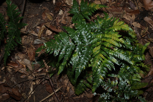 Lastreopsis marginans, 2026-02-22