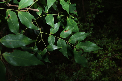 Archidendron grandiflorum, photograph 6