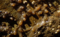 Tritonicula myrakeenae