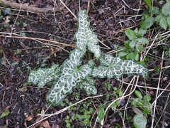 Arum italicum italicum