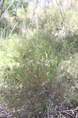 Prostanthera spinosa