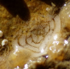 Tritonicula myrakeenae